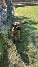 TOMSAWYER, Hund, Mischlingshund in Italien - Bild 5