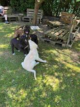 TOMSAWYER, Hund, Mischlingshund in Italien - Bild 6
