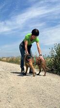 TOMSAWYER, Hund, Mischlingshund in Italien - Bild 7