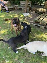 TOMSAWYER, Hund, Mischlingshund in Italien - Bild 8