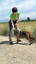 TOMSAWYER, Hund, Mischlingshund in Italien - Bild 9