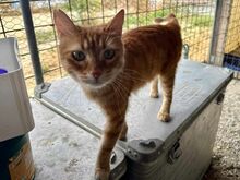 BLAZE, Katze, Europäisch Kurzhaar in Griechenland