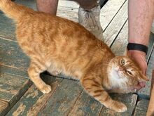 BLAZE, Katze, Europäisch Kurzhaar in Griechenland - Bild 2
