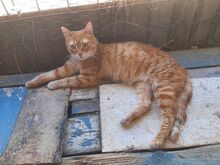 BLAZE, Katze, Europäisch Kurzhaar in Griechenland - Bild 3
