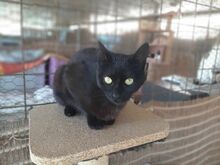 BRITT, Katze, Europäisch Kurzhaar in Griechenland