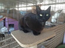 BRITT, Katze, Europäisch Kurzhaar in Griechenland - Bild 2