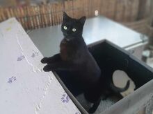BRITT, Katze, Europäisch Kurzhaar in Griechenland - Bild 3