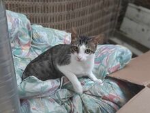 BROCOLO, Katze, Hauskatze in Griechenland