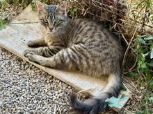 CHER, Katze, Europäische Langhaarkatze in Griechenland - Bild 1