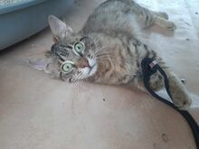 CHER, Katze, Europäische Langhaarkatze in Griechenland - Bild 2