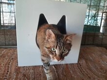 CHER, Katze, Europäische Langhaarkatze in Griechenland - Bild 3