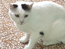 CHIONOULA, Katze, Europäisch Kurzhaar in Griechenland