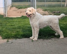 FLOKATI, Hund, Mioritic Hirtenhund in Demmin - Bild 1