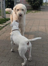 FLOKATI, Hund, Mioritic Hirtenhund in Demmin - Bild 2