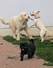 FLOKATI, Hund, Mioritic Hirtenhund in Demmin - Bild 3