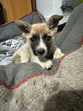 HOPE, Hund, Mischlingshund in Rumänien - Bild 1