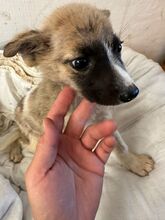 HOPE, Hund, Mischlingshund in Rumänien - Bild 2