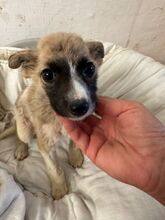 HOPE, Hund, Mischlingshund in Rumänien - Bild 3