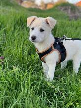 CHANEL, Hund, Mischlingshund in Rumänien - Bild 1