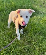 CHANEL, Hund, Mischlingshund in Rumänien - Bild 2