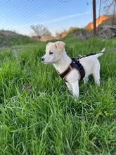 CHANEL, Hund, Mischlingshund in Rumänien - Bild 3