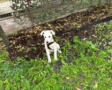 CHANEL, Hund, Mischlingshund in Rumänien - Bild 4