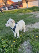 RENI, Hund, Mischlingshund in Rumänien - Bild 3