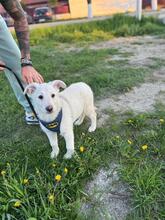 RENI, Hund, Mischlingshund in Rumänien - Bild 4