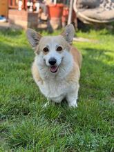 THELMA, Hund, Welsh Corgi Pembroke in Rumänien - Bild 1