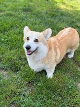 THELMA, Hund, Welsh Corgi Pembroke in Rumänien - Bild 2