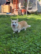THELMA, Hund, Welsh Corgi Pembroke in Rumänien - Bild 3