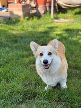 THELMA, Hund, Welsh Corgi Pembroke in Rumänien - Bild 4