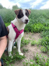 TIA, Hund, Mischlingshund in Rumänien - Bild 1