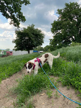 TIA, Hund, Mischlingshund in Rumänien - Bild 10