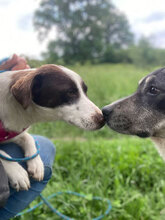TIA, Hund, Mischlingshund in Rumänien - Bild 11