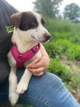 TIA, Hund, Mischlingshund in Rumänien - Bild 2