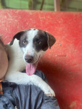 TIA, Hund, Mischlingshund in Rumänien - Bild 6