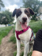 TIA, Hund, Mischlingshund in Rumänien - Bild 8