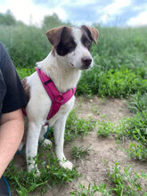TIA, Hund, Mischlingshund in Rumänien - Bild 9