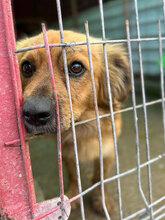SAMY, Hund, Mischlingshund in Rumänien - Bild 1