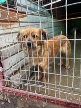 SAMY, Hund, Mischlingshund in Rumänien - Bild 2