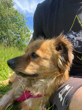 SAMY, Hund, Mischlingshund in Rumänien - Bild 3