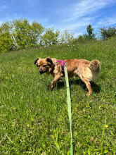 SAMY, Hund, Mischlingshund in Rumänien - Bild 4