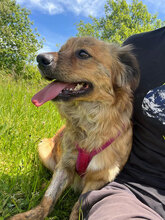 SAMY, Hund, Mischlingshund in Rumänien - Bild 5
