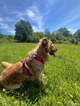 SAMY, Hund, Mischlingshund in Rumänien - Bild 6