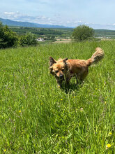 SAMY, Hund, Mischlingshund in Rumänien - Bild 7