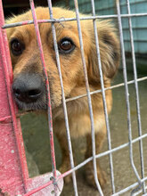 SAMY, Hund, Mischlingshund in Rumänien - Bild 8