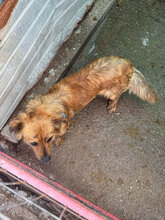 SAMY, Hund, Mischlingshund in Rumänien - Bild 9