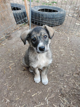 FINNULA, Hund, Mischlingshund in Rumänien - Bild 10