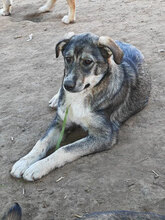 FINNULA, Hund, Mischlingshund in Rumänien - Bild 3